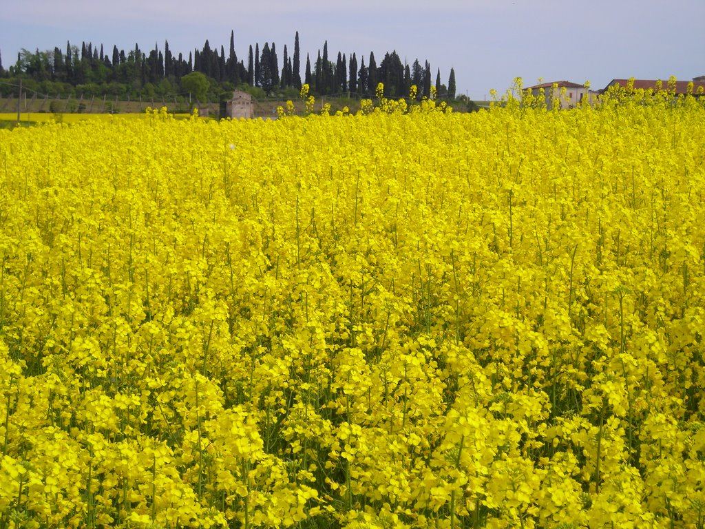 Campi di Colza a Montonale by zannaru