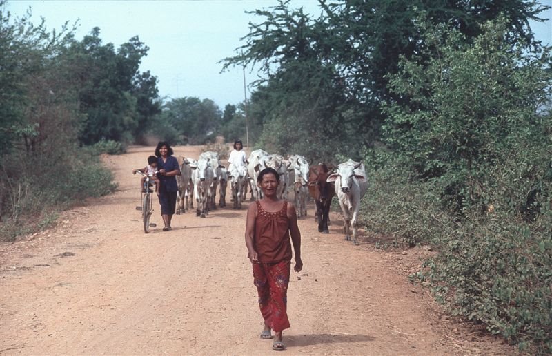 Walking with the cattle by AAMUL