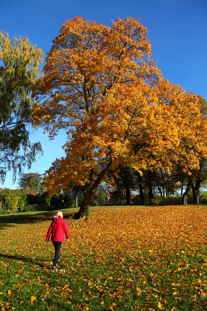 Ulriksdals slottsträdgård by Anders Sellin