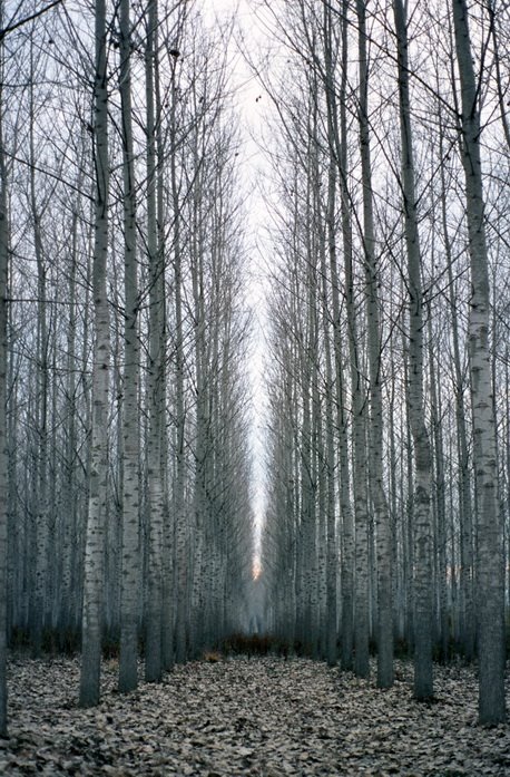 Aspen trees by airliner