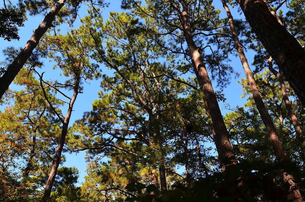 Nags Head Woods Preserve Trees by RAllen