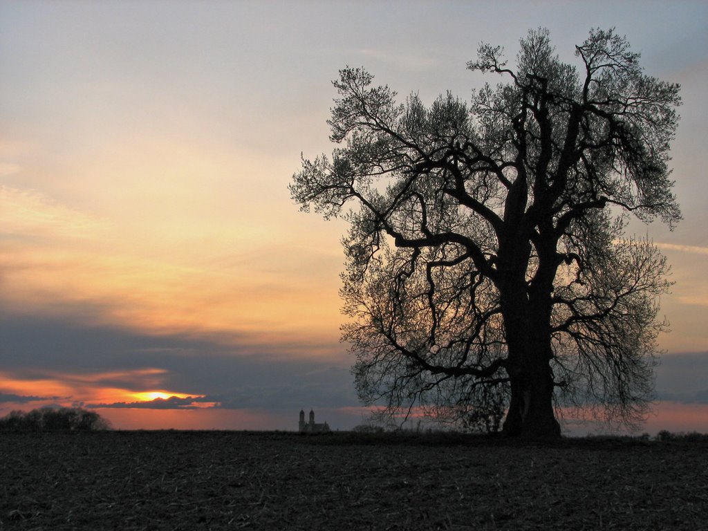 Majestic tree at sunset by PeSchn