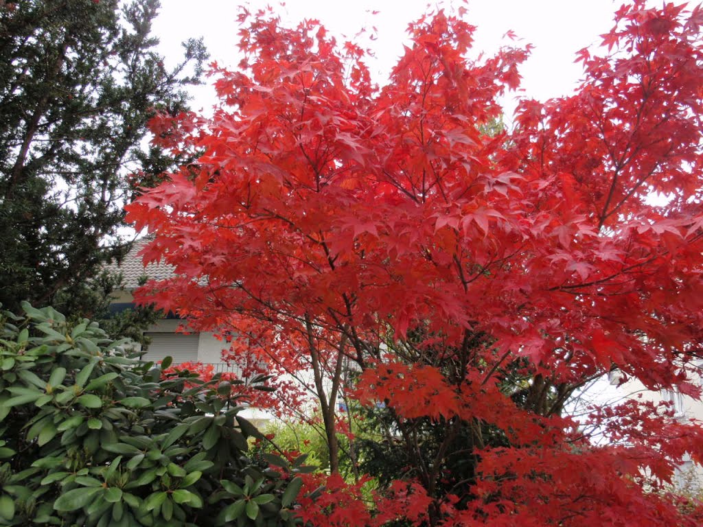 Japanischer Ahorn im Herbstlaub by Rolf.W.Dirkes