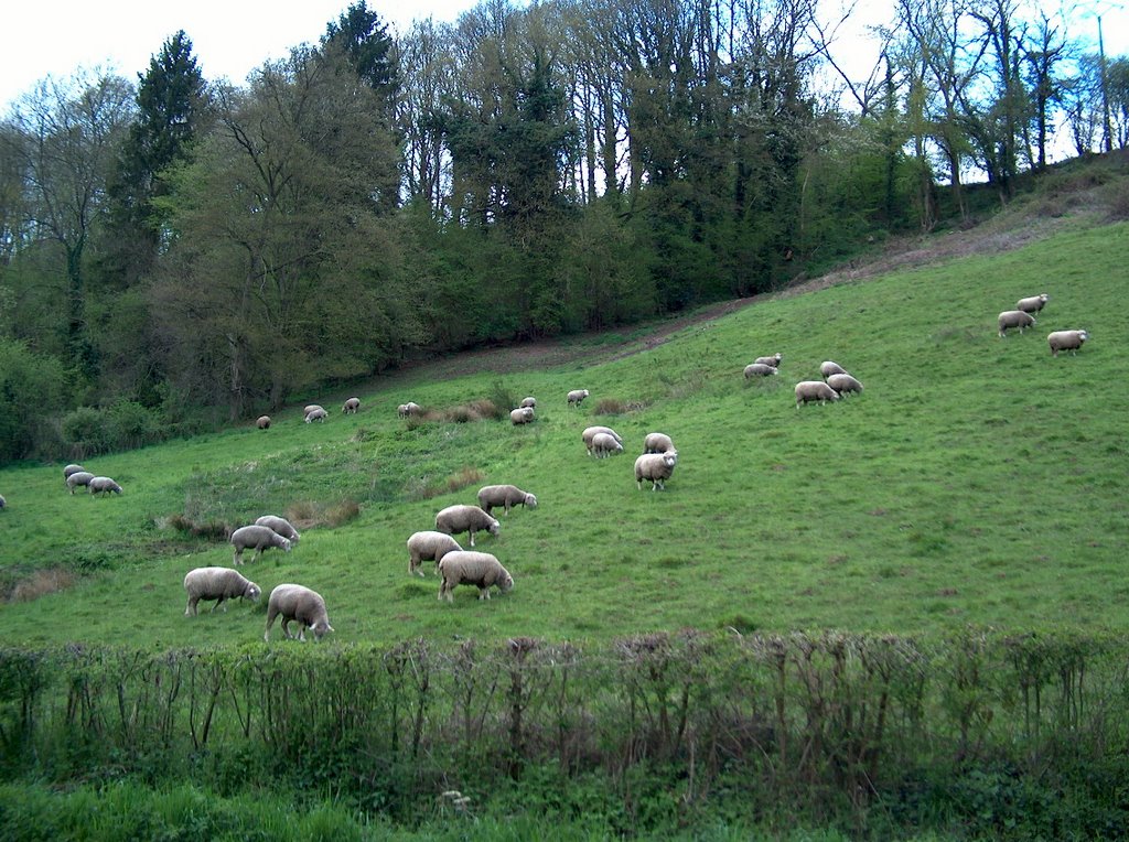 Troupeau de moutons by Will51