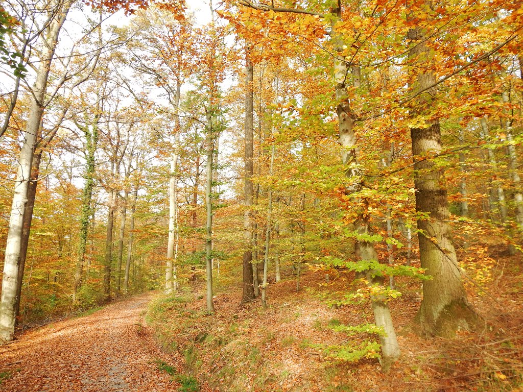 Waldweg im Kräherwald in Stuttgart by Qwesy