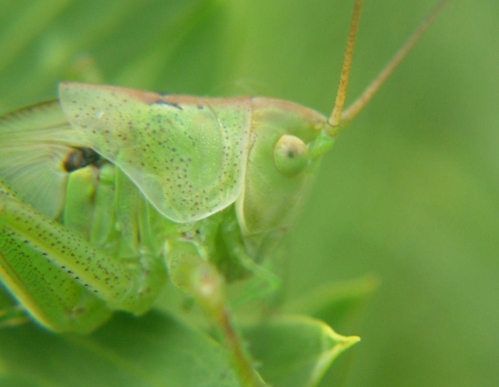 DSCN0280 Heuschrecke (Grasshopper) by Horst Engels