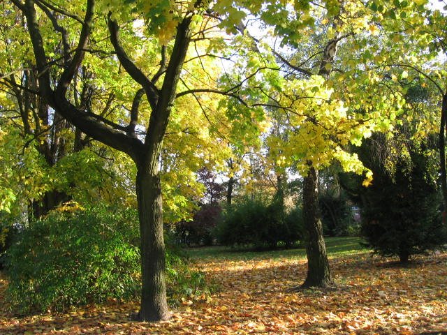 Gdańsk - jesienny park przy ul. Marii Skłodowskiej-Curie by AnnaJolanta 1