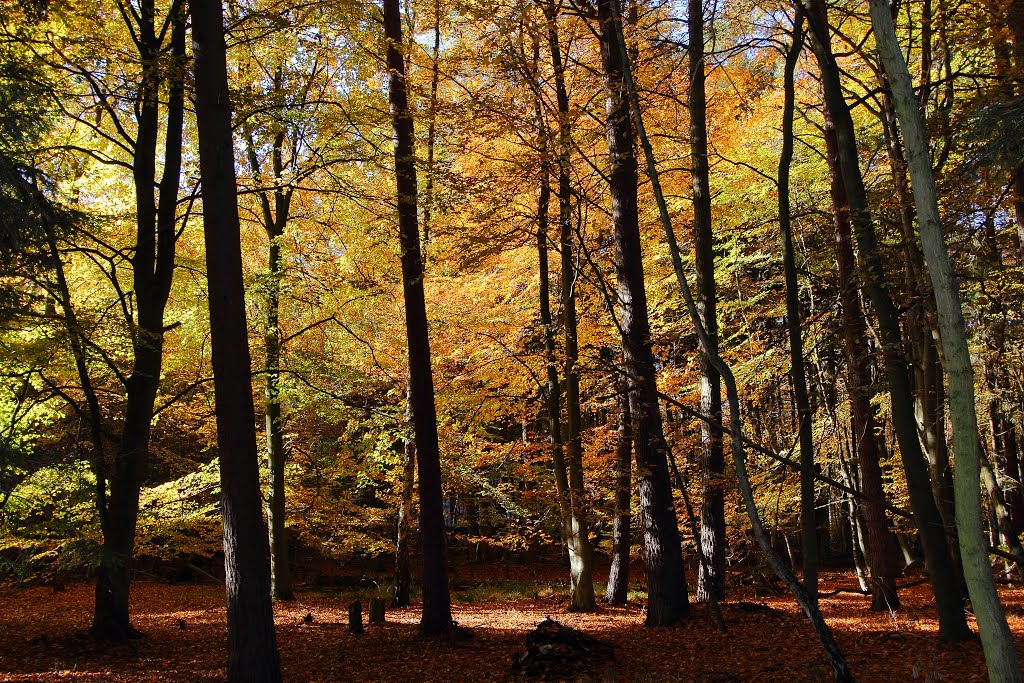 Herbstwald by Biobauer 🌻