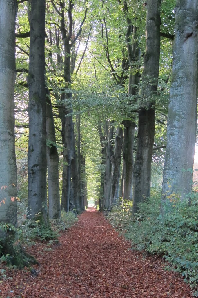 Our walk trough Mariendaal in autumn colours at 27 October 2013 by Henq