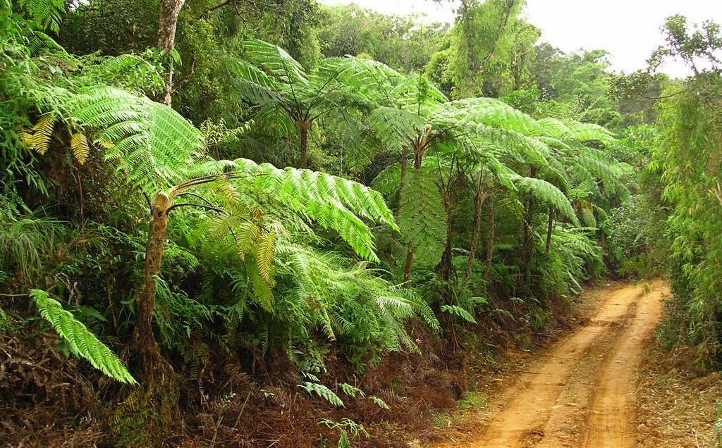 Giant fern trees from "Barong Tagalog" by reuel avendaño navarro (rañn)