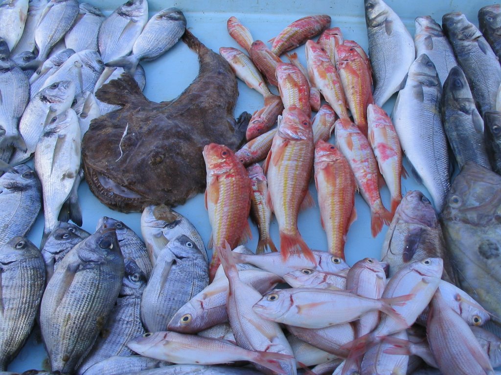 Poissons sur le Vieux Port by Bernard Bost