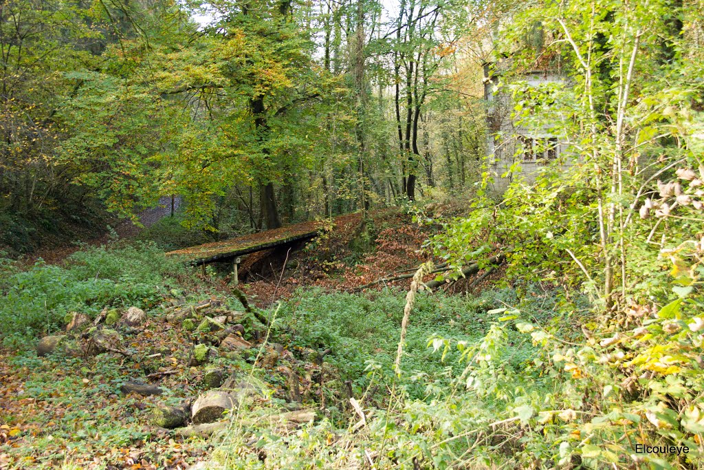 Couleurs de l'automne. Chemin forestier de Limet vers la vallée du Hoyoux by Elcouleye