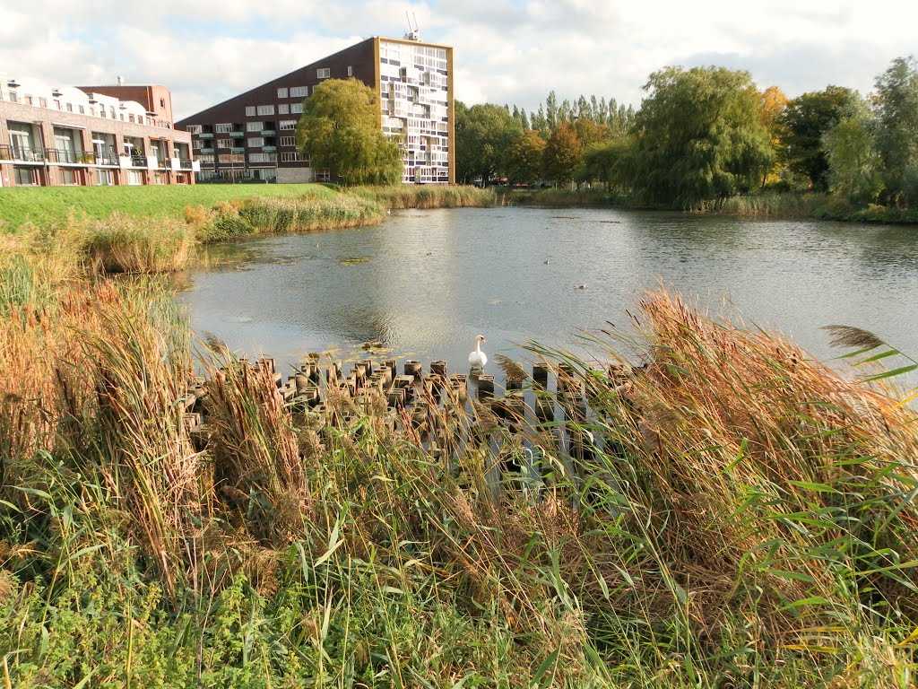 Achter het riet: 'Drijvend Gedicht' , Jan Merx , (1998) , Swan on floating artwork by Mart61