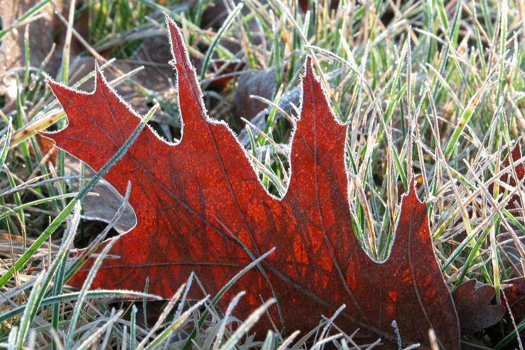 Last Year Leaf by Jacek Lisiecki