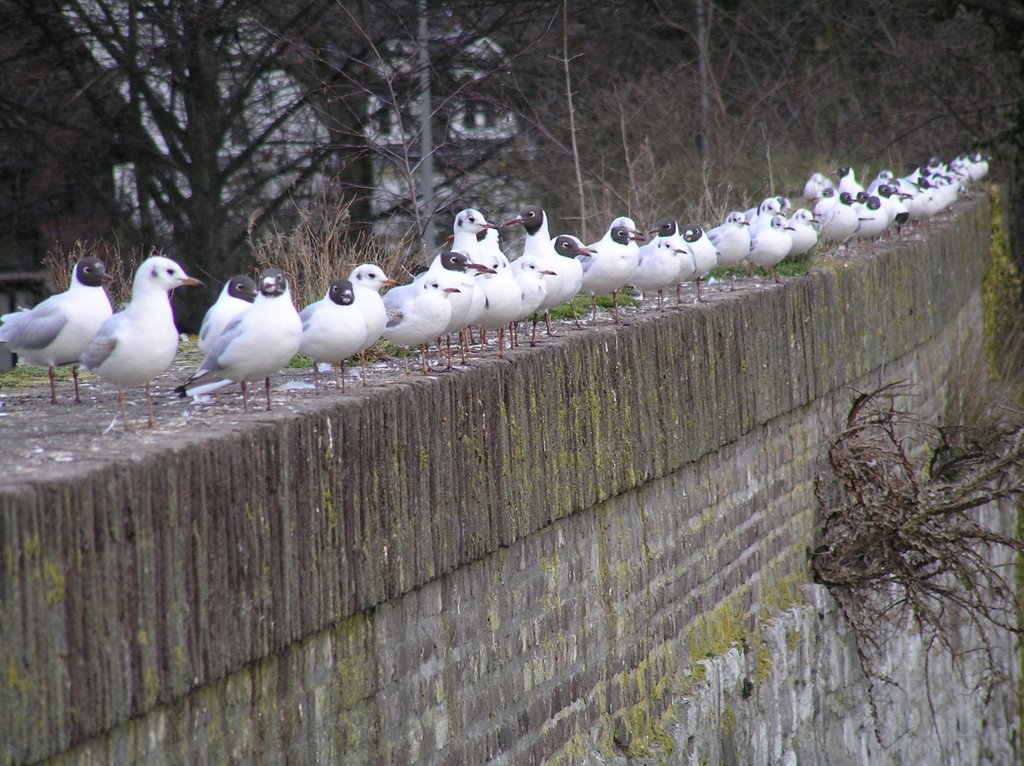 Maasstricht bijeenkomst op de stadsmuur by jacomien