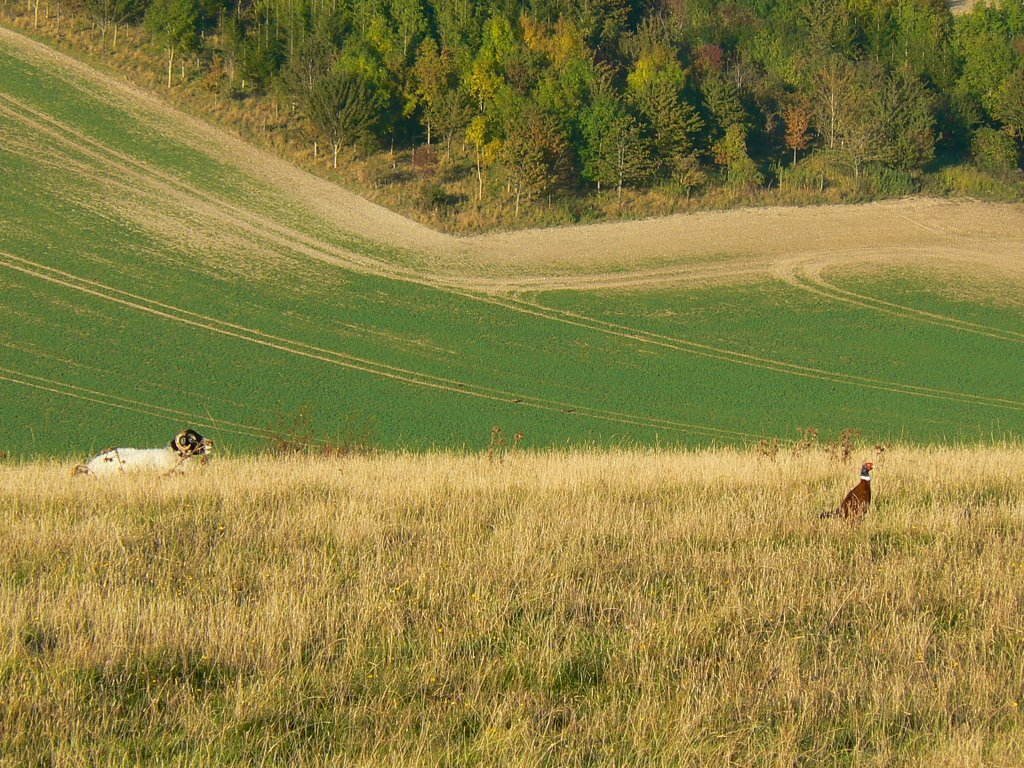 Sheep and pheasant, Inkpen Hill, West Berkshire by Brian B16