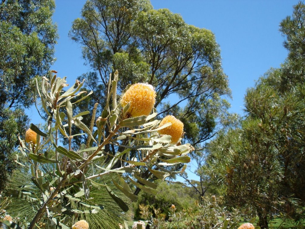 Kings Park - wild flower by o.b.