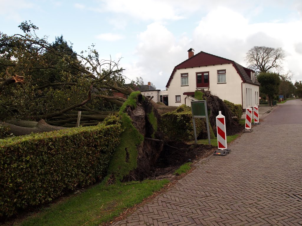 Surhuizum. Voor de storm stonden deze bomen nog rechtop! (BB) by Bayke de Vries