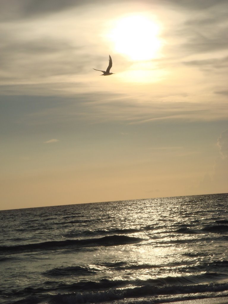 Sunset and Seagull by Renata E.