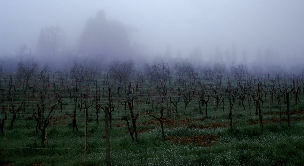 Vineyard near Florence, Italy by christopher vincent