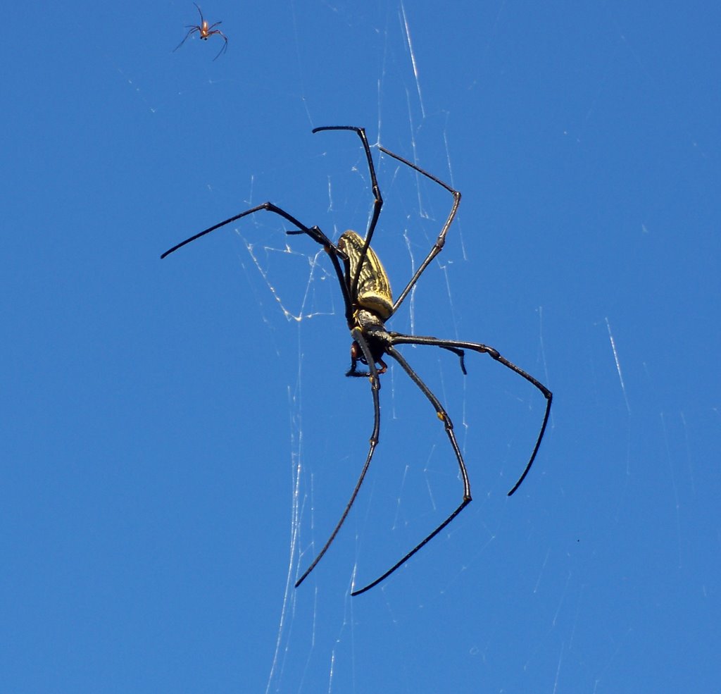 Acrobatic spiders in their webs (3) by Chris10 ©