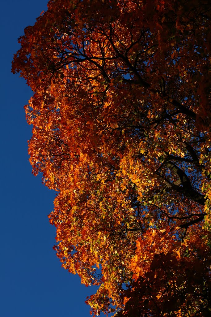 Fall colors, Sofienbergparken by observer74