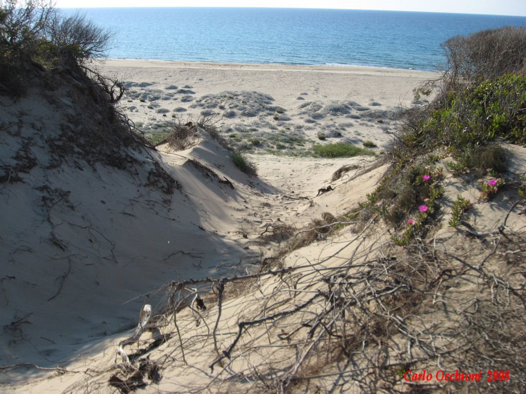 Baia delle mimose - Dune by Carlo Occhioni