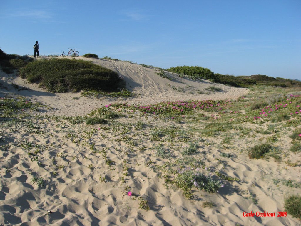 Dune di sabbia - Foce Coghinas by Carlo Occhioni