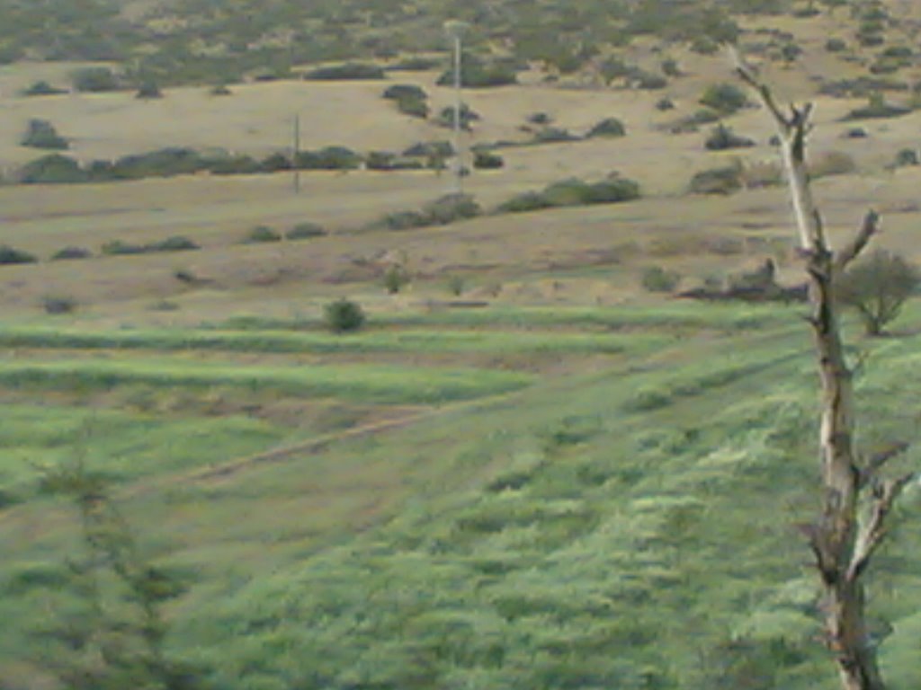 Rasfa, Algeria by Rachid KADRI