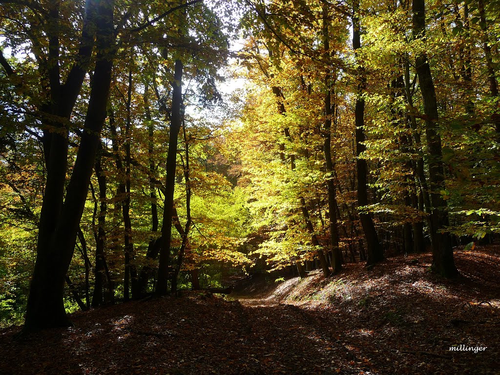 Farben - Duft und a bisserl Wehmut.... by millinger