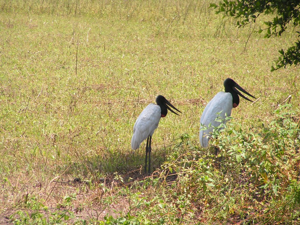 Pantanal, Brazil by jitkaceska