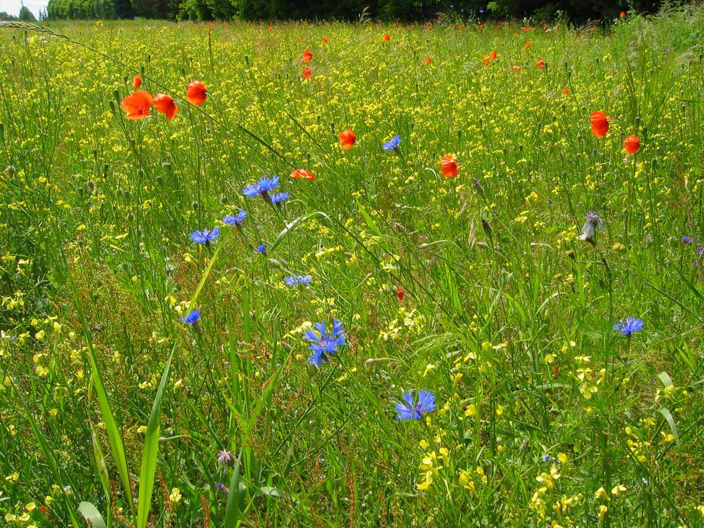 Summer flower meadow at Girionys by Alfas.Pliura