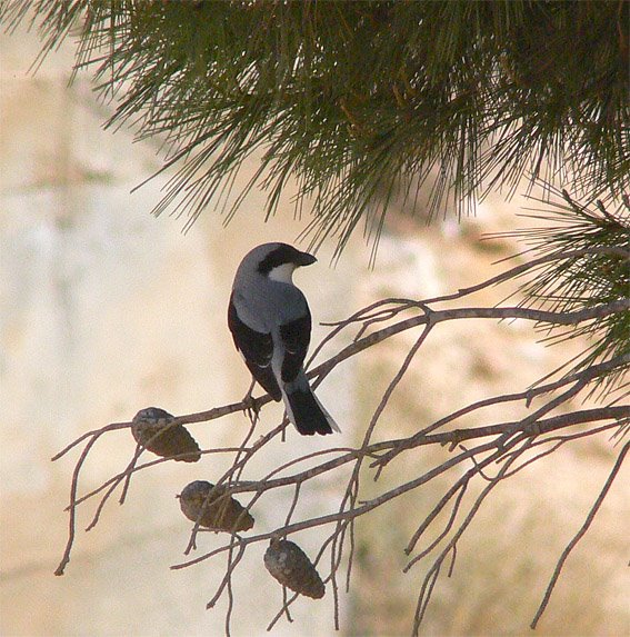 Lesser Grey Shrike (Schwarzstirnwürger) by LeBoque