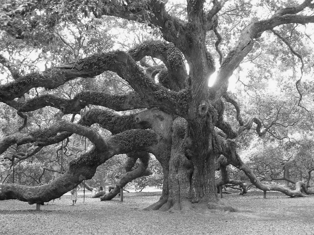 Angel Oak by M Ramsey Derrick