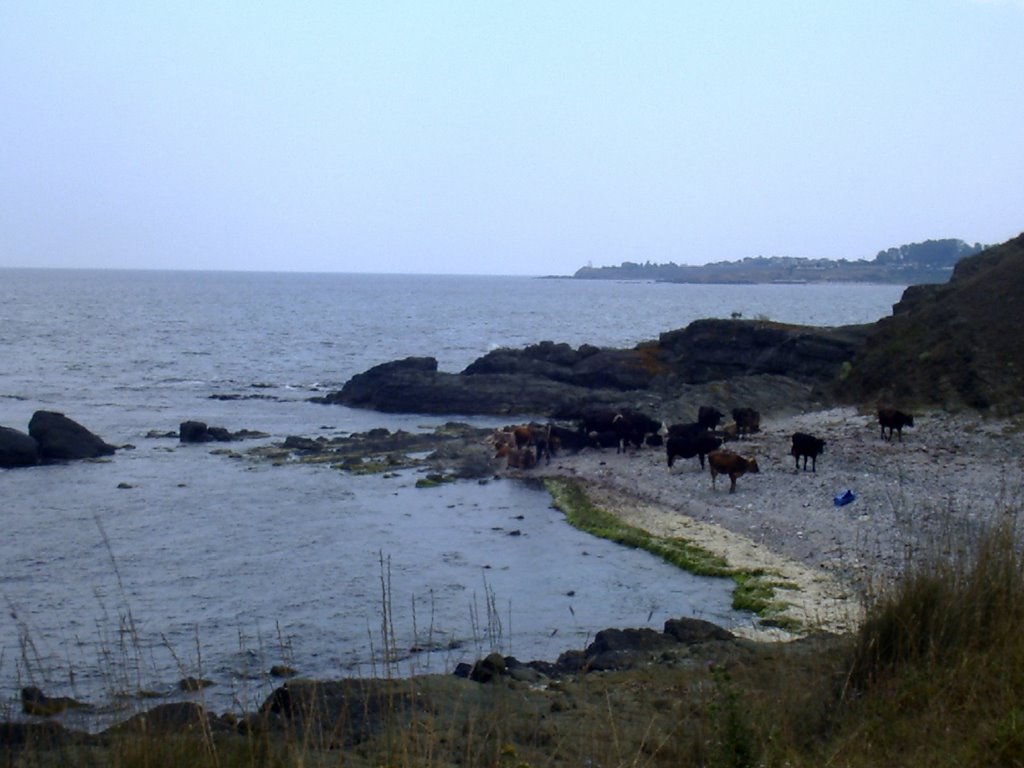 cows on the beach by liuliak