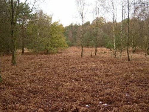 Forest near Belfeld by rolandweyers