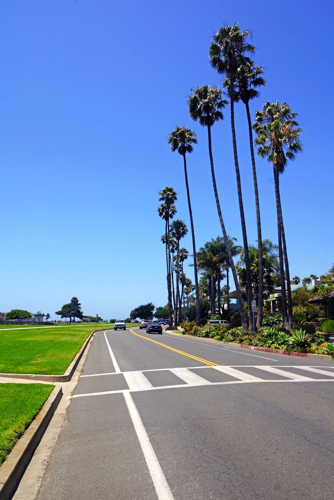 Palm trees of Shoreline Dr by andreisss