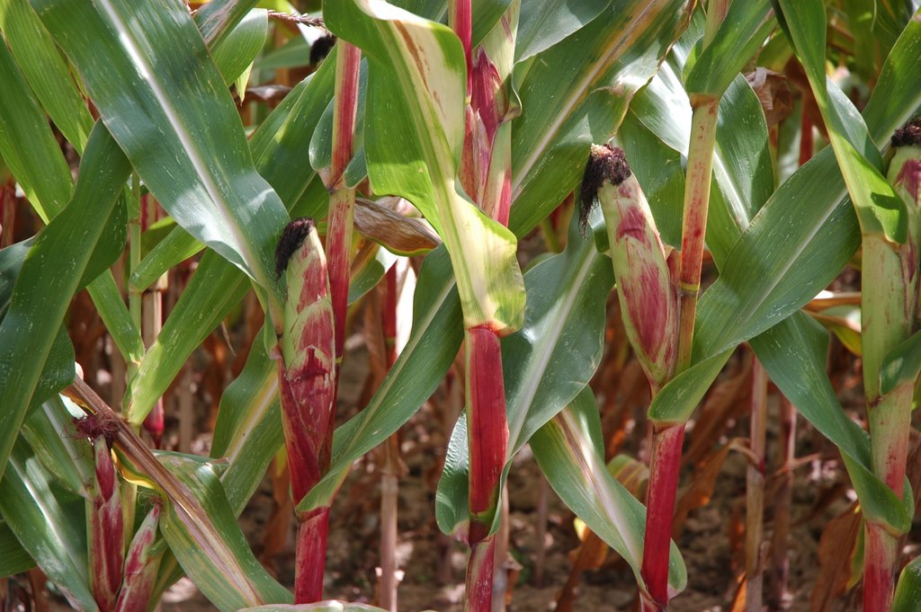 Vivid red heads of corn in a field in La Benate by Chris Bassett