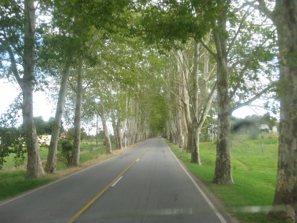 Tunel de Arboles - Uruguay. by Cecilia MARISTANY