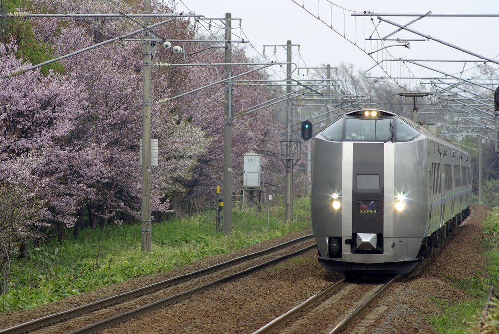 桜とカムイ　Cherryblossoms and "Kamui" by Donkou.T