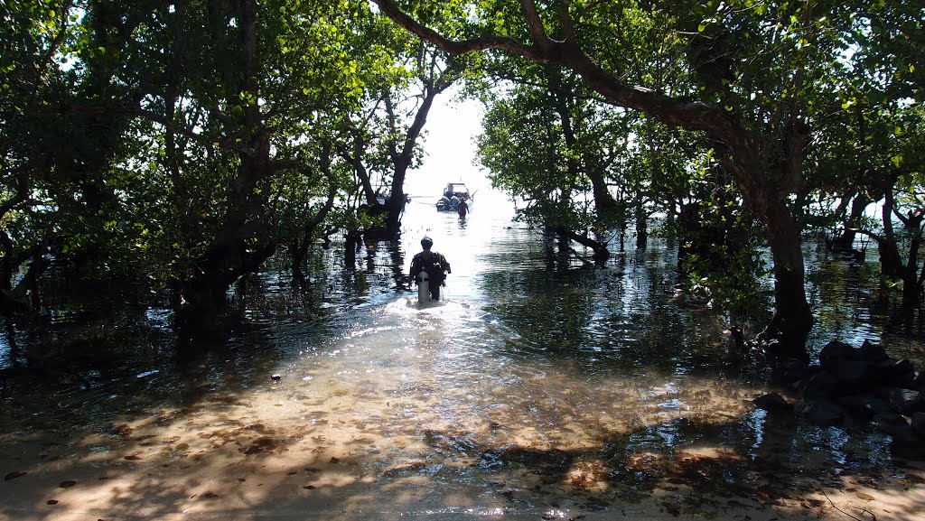 Mangrove Tunnel by fridtjof.stein