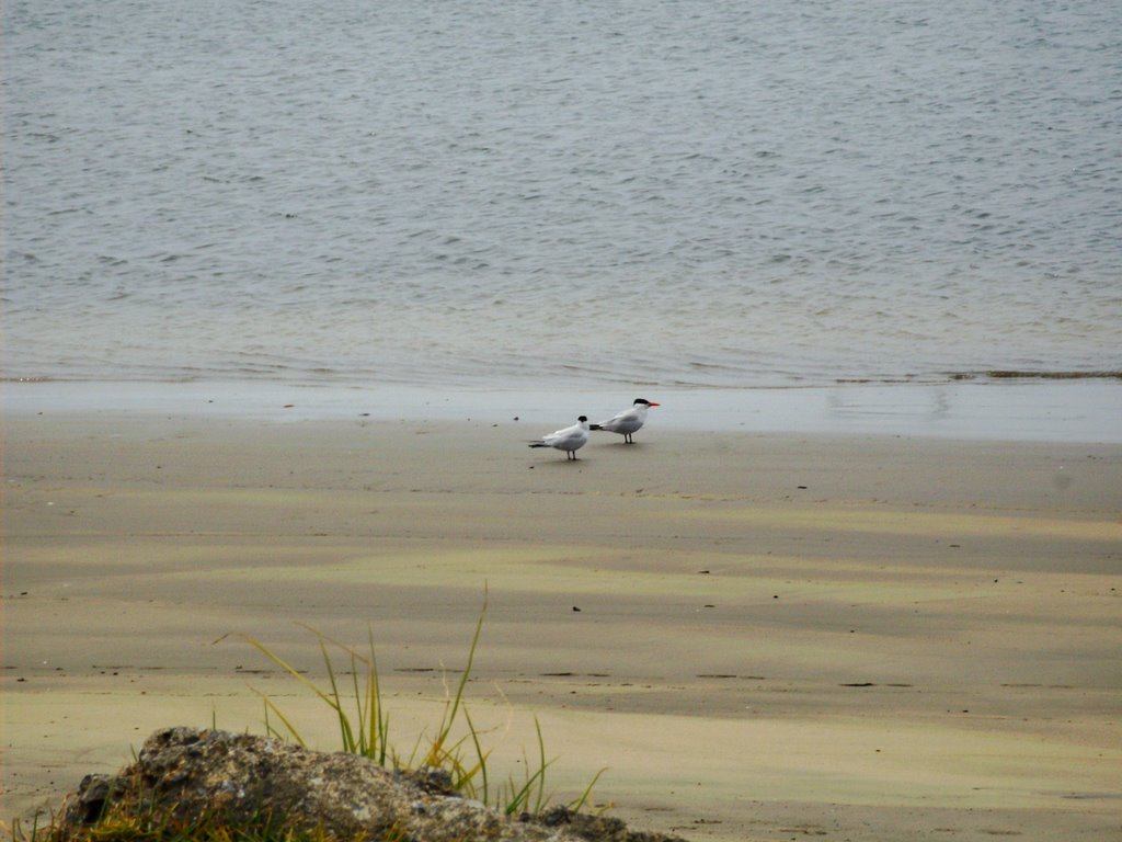 Artic Terns by sscarpaci