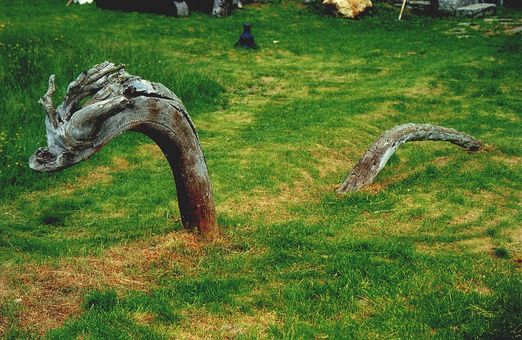 Alpe Devero, snakewood, giugno 2003 by Marco Ferrari