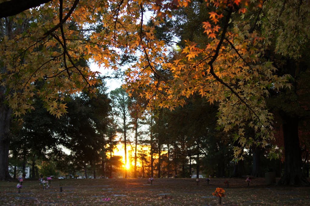 Setting sun reflected off office building and into fall leaves at Memorial Park Cemetery in Memphis, Tennessee by Shiree Schade