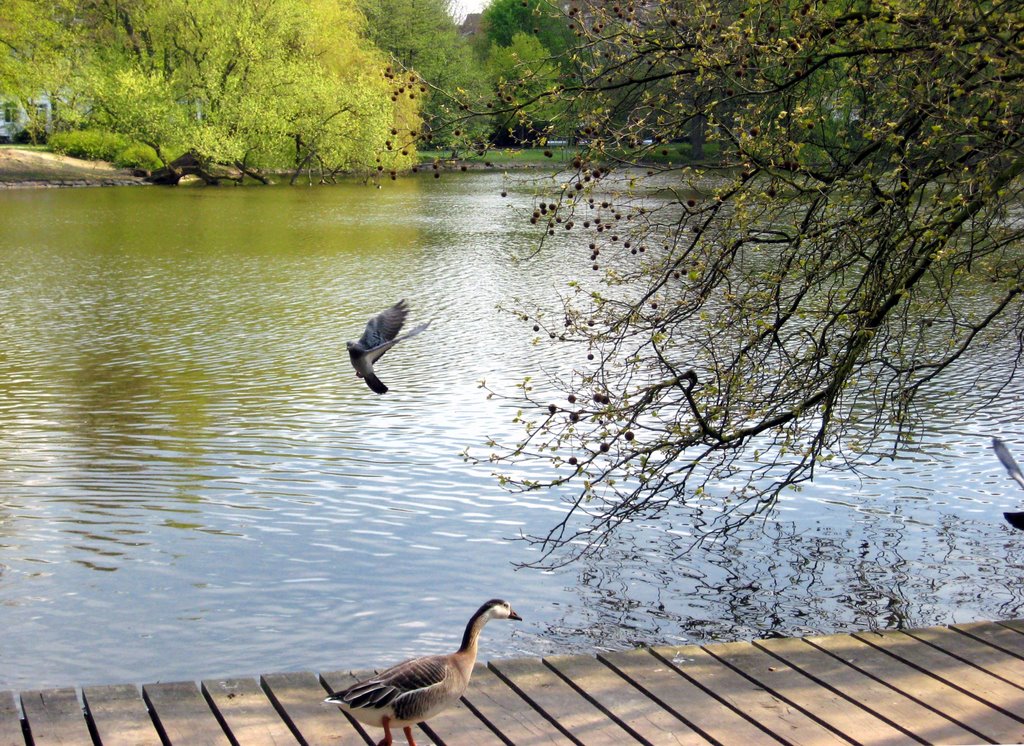 Goose and dove at Schrevenpark by tahe