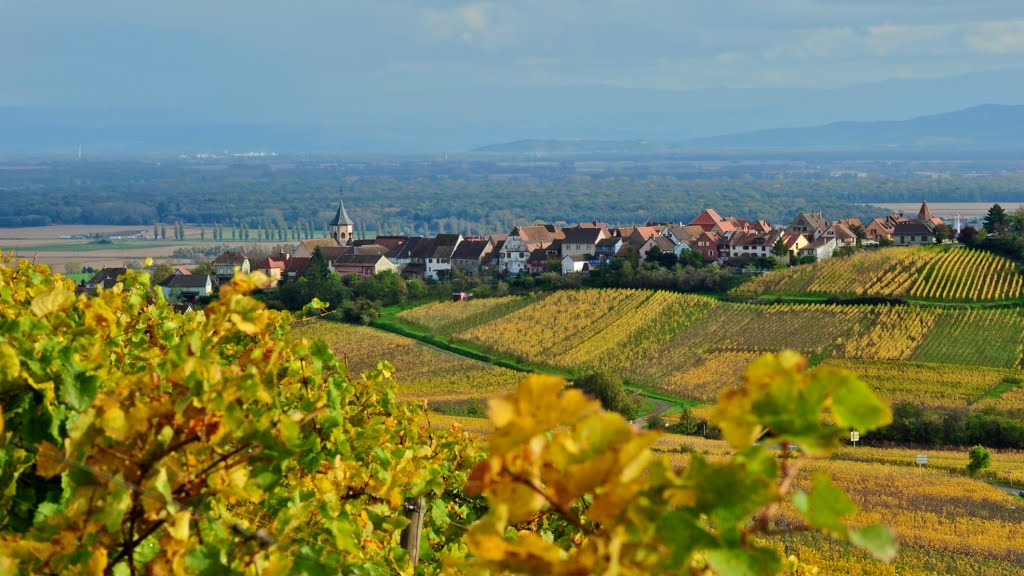 L'Alsace, le vignoble by markjone