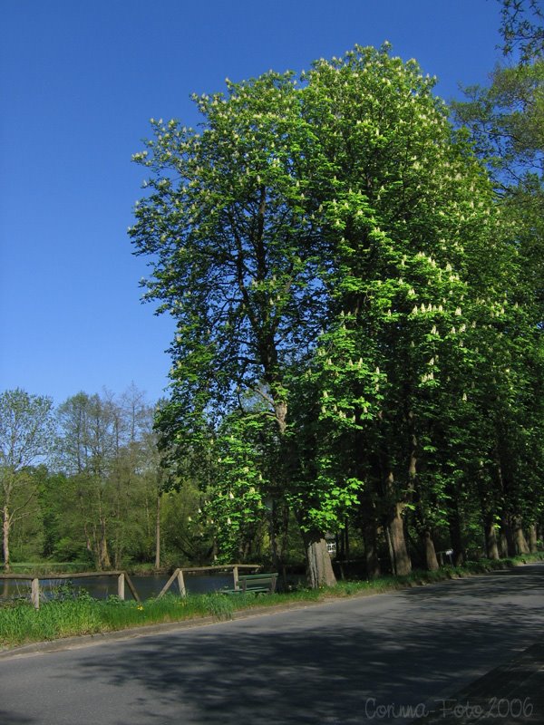 Kastanien in der Mühlenstraße zwischen Jeersdorf und Scheeßel by Corinna2212