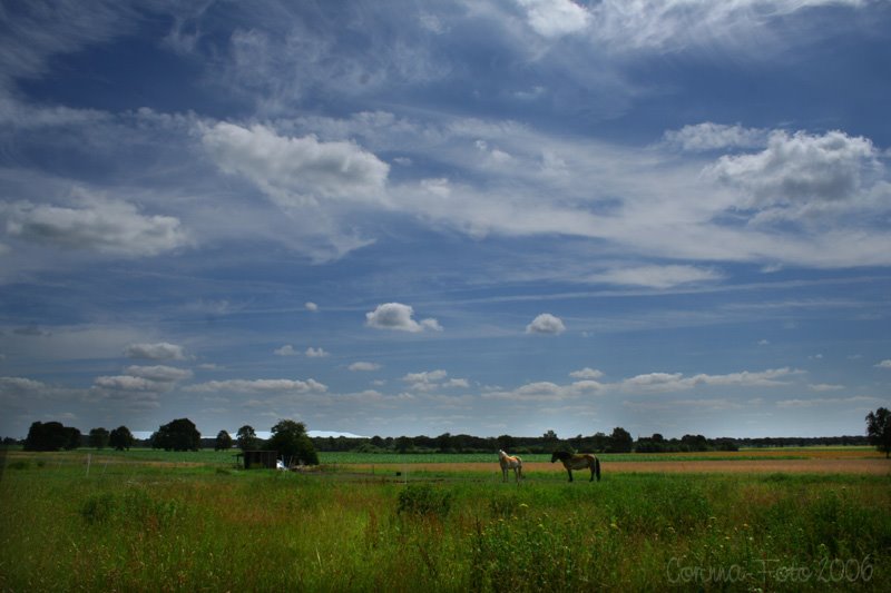 Sommerliche Wiesen zwischen Helvesiek und Stemmen (eine Richtung) by Corinna2212