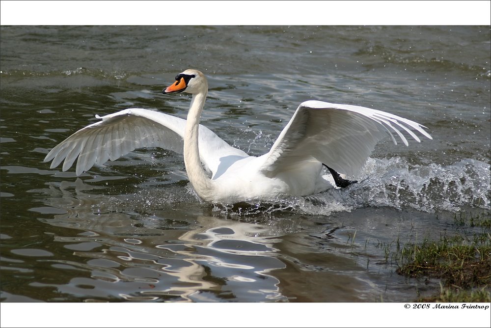 Freilebender Schwan im Fährbereich von Duisburg-Walsum by Marina Frintrop