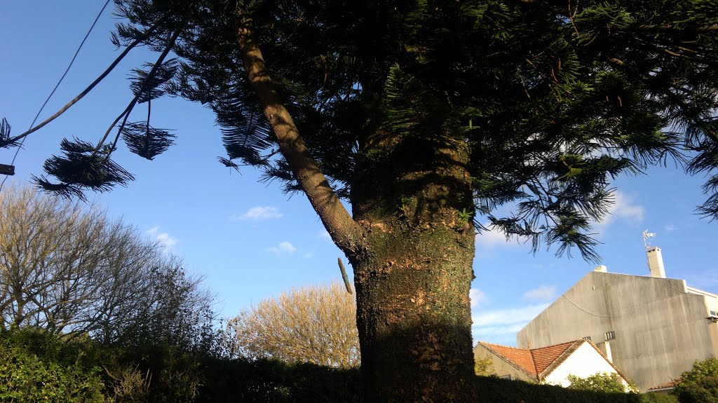 Araucaria de Norfolk ..arvore de interesse publico. by rapazao